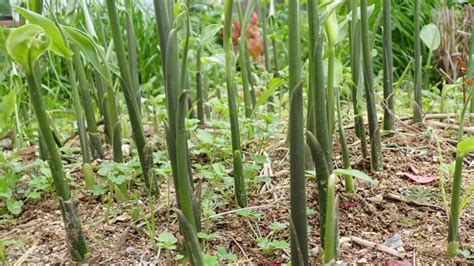 陽性植物|陽生植物(ヨウセイショクブツ)とは？ 意味や使い方